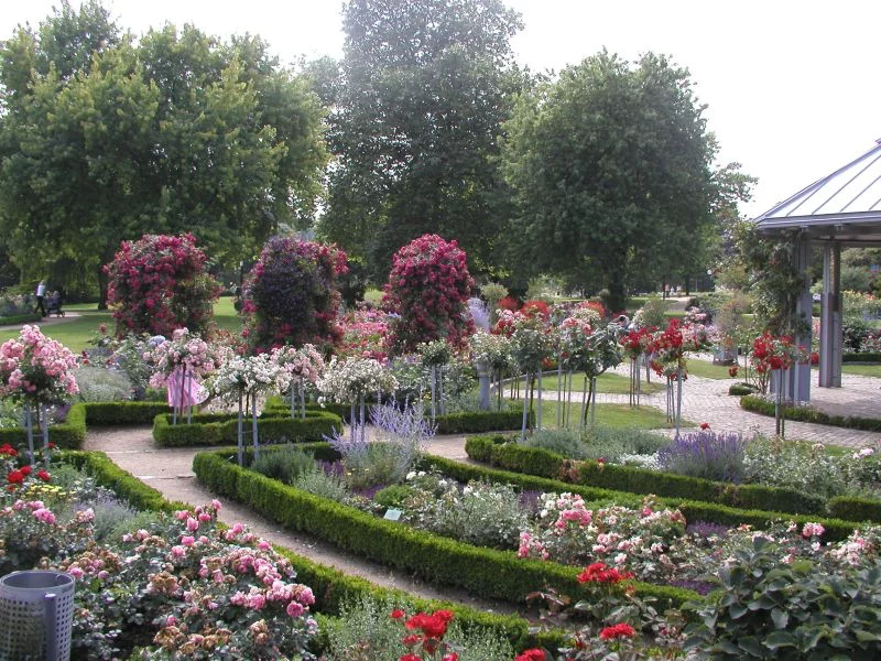Blühende Rosen in Hamburg: Reisetipps für Gartenliebhaber