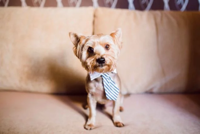 Yorkshire Terrier mit Krawatte auf Sofa im Hotel Colonnaden Hamburg
